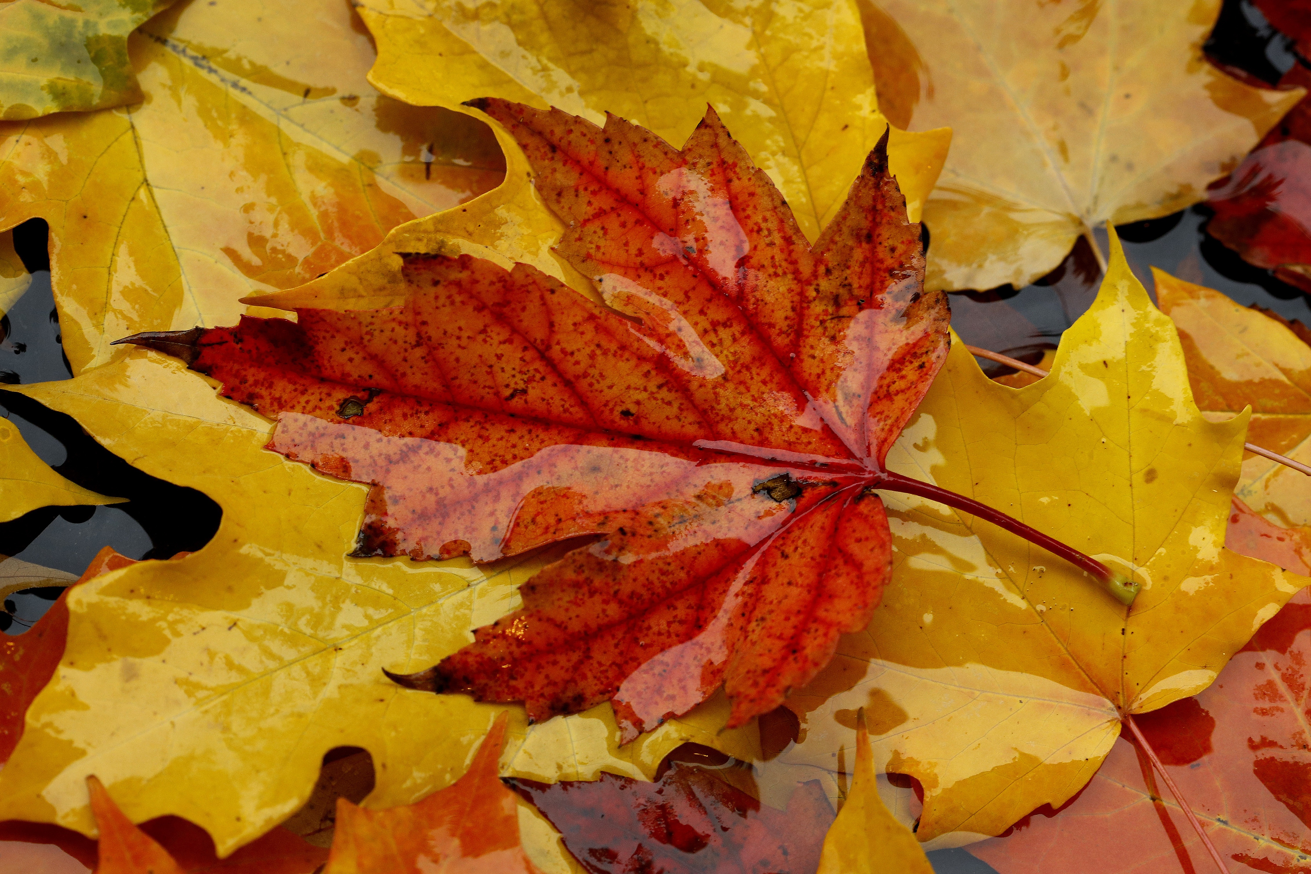Fallen leaves show their autumn colors as they float on a puddle on a rainy morning in Overland Park, Kan. Researchers have yet to agree on why some trees